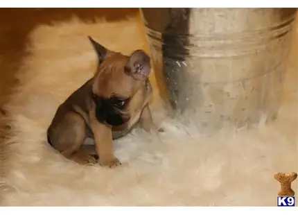 a french bulldog dog sitting on the floor