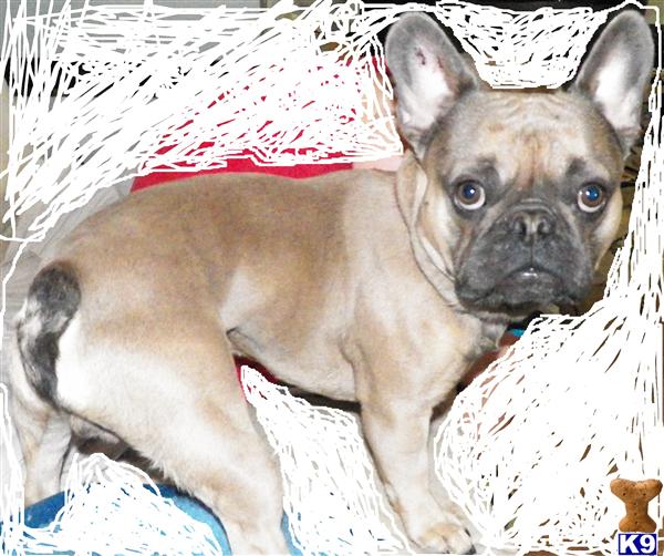 French Bulldog stud dog