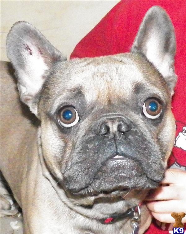 French Bulldog stud dog