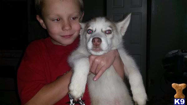 siberian husky puppy posted by frenchbulliesga