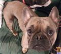 French Bulldog