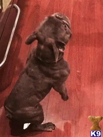 French Bulldog stud dog: a french bulldog dog lying on the floor