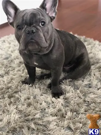 French Bulldog stud dog: a black french bulldog dog standing on hay