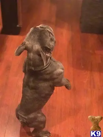 French Bulldog stud dog: a statue of a french bulldog dog