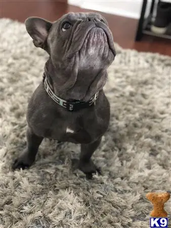French Bulldog stud dog: a small french bulldog dog wearing a collar