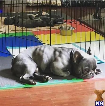 French Bulldog stud dog: a french bulldog dog lying on a mat in a cage