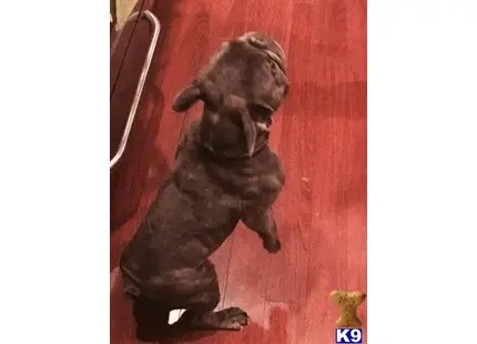 French Bulldog stud dog: a french bulldog dog lying on the floor