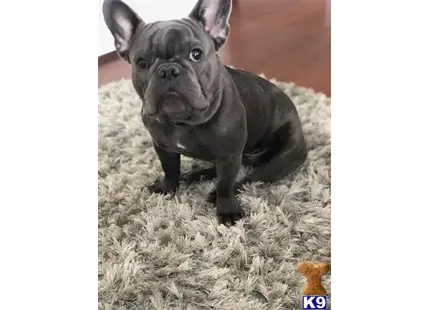 French Bulldog stud dog: a black french bulldog dog standing on hay