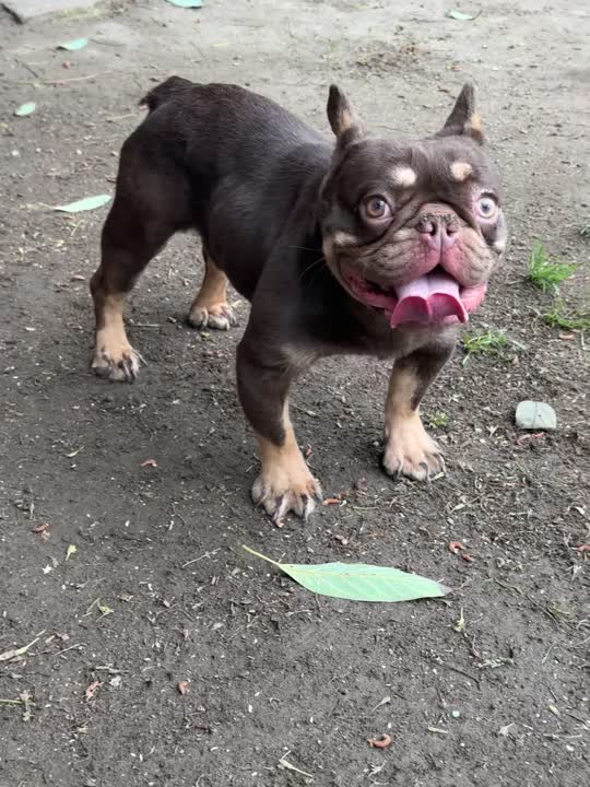 French Bulldog stud dog: Error: Operation returned an invalid status code BadRequest<br/>Stack Trace:    at Microsoft.Azure.CognitiveServices.Vision.ComputerVision.ComputerVisionClient.<DescribeImageInStreamWithHttpMessagesAsync>d__41.MoveNext()
--- End of stack t