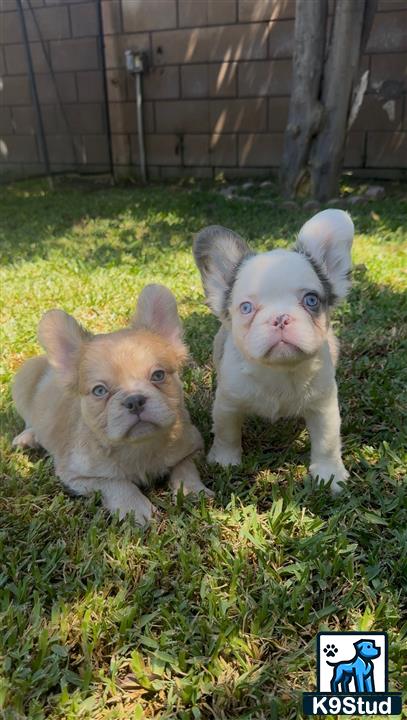 two french bulldog dogs sitting in grass