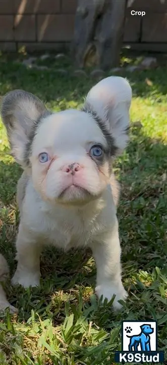French Bulldog puppy for sale: a small french bulldog puppy with blue eyes