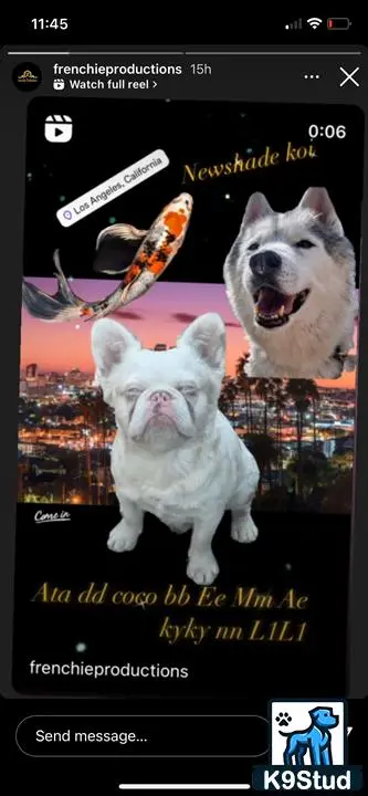 French Bulldog stud dog: a screenshot of a video game