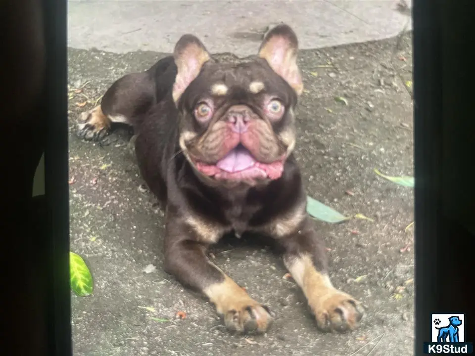 French Bulldog stud dog: a french bulldog dog sitting on the ground