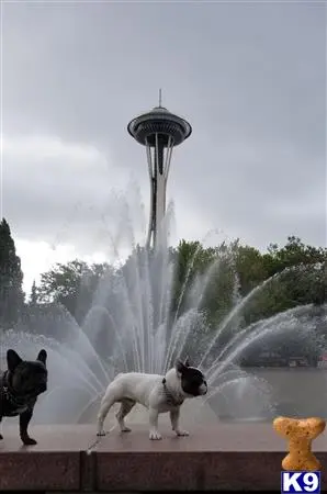 French Bulldog stud dog