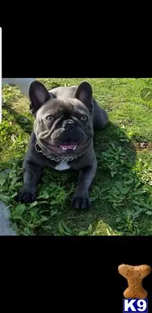 French Bulldog stud dog