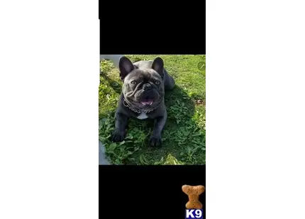 a french bulldog dog sitting in the grass