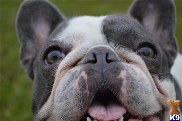 a french bulldog dog with its tongue out