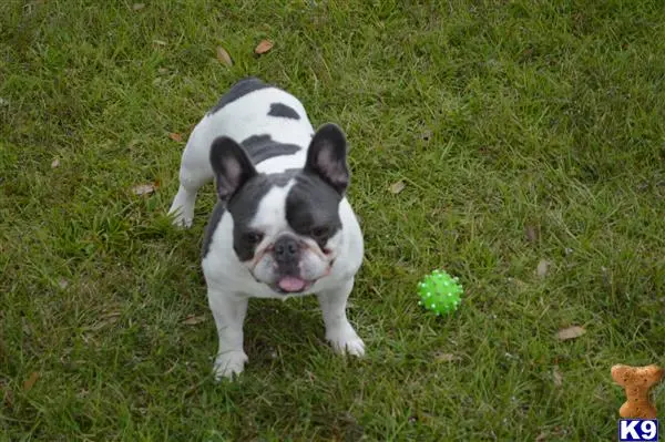 French Bulldog stud dog