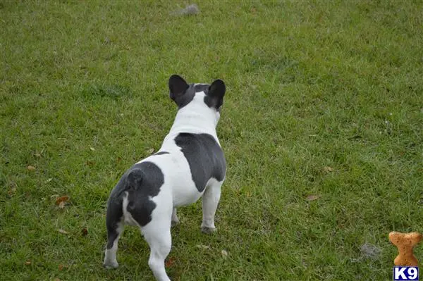 French Bulldog stud dog