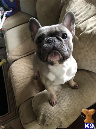 a french bulldog dog sitting on a couch