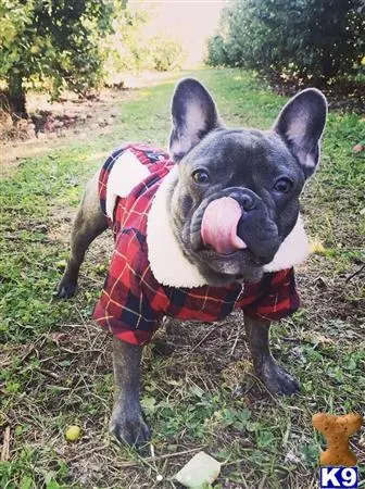 French Bulldog stud dog