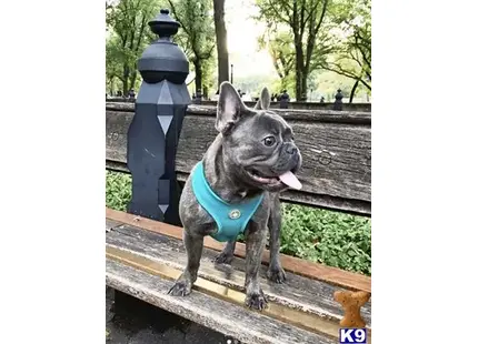 a french bulldog dog sitting on a bench