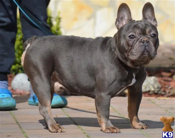 French Bulldog stud dog