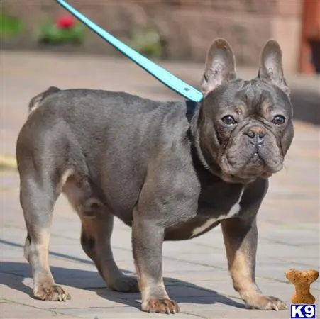 French Bulldog stud dog