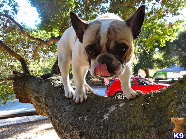 French Bulldog stud dog