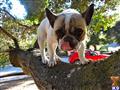 French Bulldog stud dog: French Bulldog with a fawn and white coat balancing on a tree branch