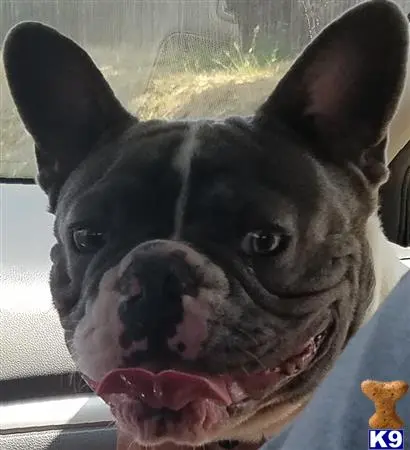 French Bulldog stud dog: a french bulldog dog with its mouth open