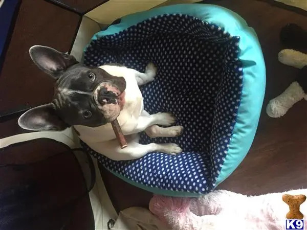 French Bulldog stud dog: a french bulldog dog lying on a french bulldog dog bed