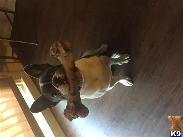 French Bulldog stud dog: a statue of a horse