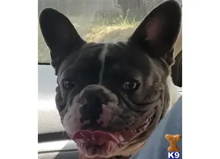 French Bulldog stud dog: a french bulldog dog with its mouth open