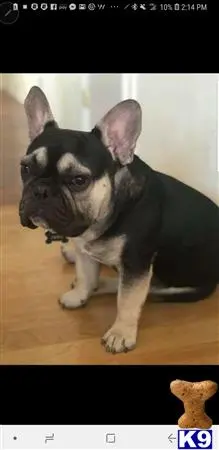 French Bulldog stud dog