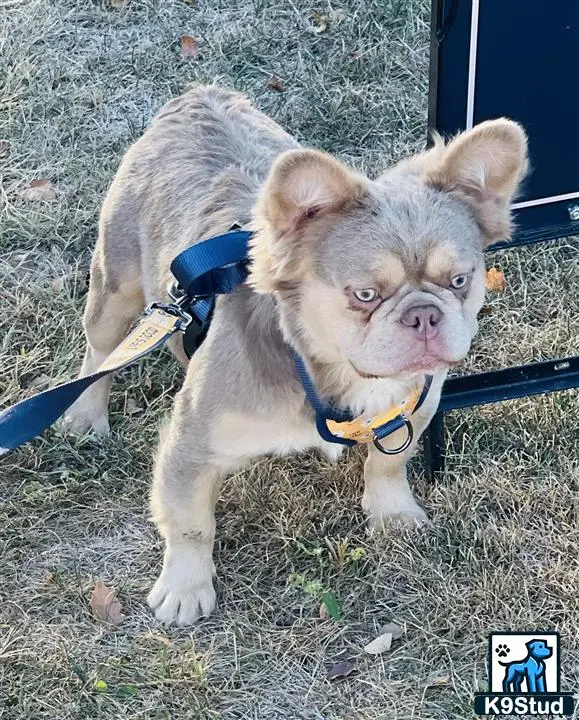 French Bulldog stud dog: a french bulldog dog with a leash