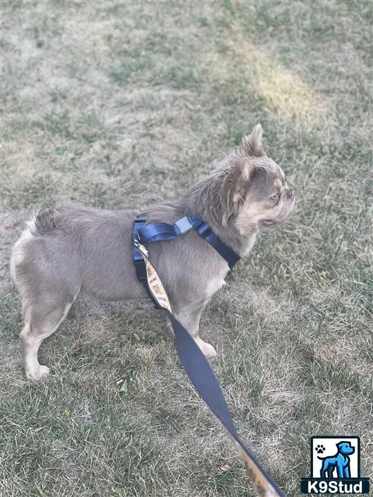 French Bulldog stud dog: a french bulldog dog with a leash on