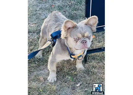 French Bulldog stud dog: a french bulldog dog with a leash