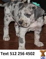 great dane puppy posted by fridabobbies