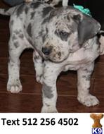 Great Dane