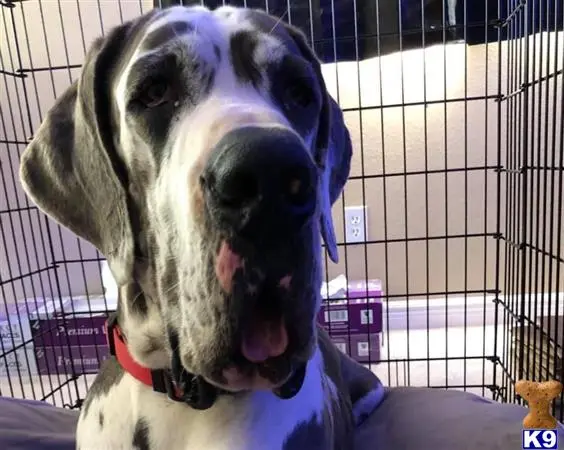 Great Dane stud dog