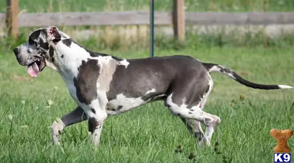 Great Dane stud dog