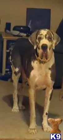 Great Dane stud dog