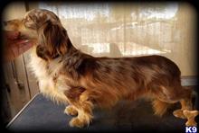 dachshund puppy posted by frisbydanes