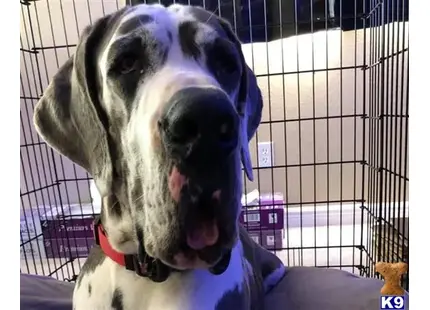 Great Dane