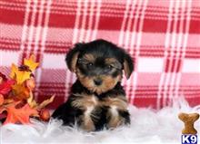 yorkshire terrier puppy posted by fritzj143