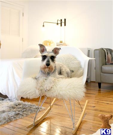 a miniature schnauzer dog sitting on a chair
