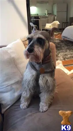 Miniature Schnauzer stud dog