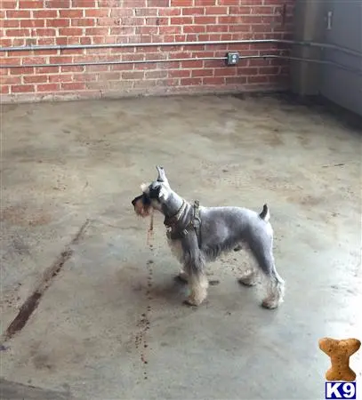 Miniature Schnauzer stud dog