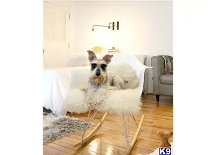 Miniature Schnauzer